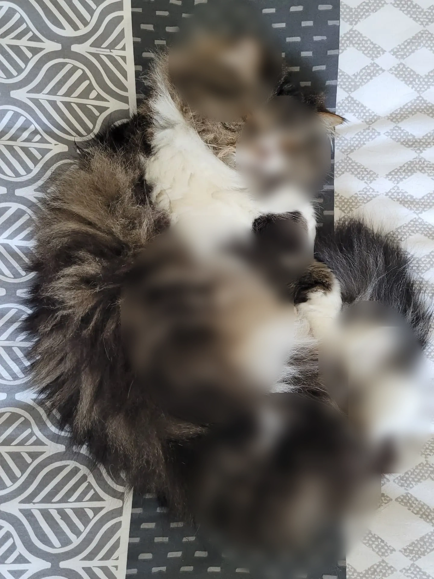 Trans chaude cherche amant à Quimper